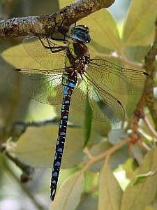 Southern Hawker - Aeshna mixta © Teresa Farino
